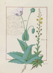 Mohn und Braunwurz, Illustration aus 